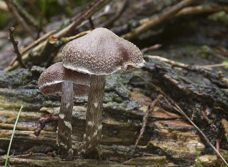 Cortinarius flexipes var. flexipes